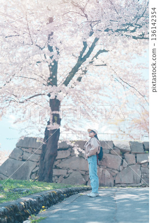 Woman tourist sightseeing Sakura Cherry blossom at Morioka Castle Ruins park in Spring, happy traveler travel in Iwate Park, Iwate prefecture, Japan. famous Landmark Travel and Vacation destination Woman tourist sightseeing Sakura Cherry blossom at Morioka Castle Ruins park in Spring, happy traveler travel in Iwate Park, Iwate prefecture, Japan. famous Landmark Travel and Vacation destination 136142354