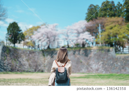 Woman tourist sightseeing Sakura Cherry blossom at Morioka Castle Ruins park in Spring, happy traveler travel in Iwate Park, Iwate prefecture, Japan. famous Landmark Travel and Vacation destination Woman tourist sightseeing Sakura Cherry blossom at Morioka Castle Ruins park in Spring, happy traveler travel in Iwate Park, Iwate prefecture, Japan. famous Landmark Travel and Vacation destination 136142358