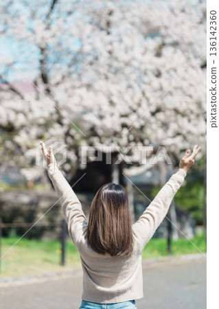 Woman tourist sightseeing Rock breaking Cherry Tree or Ishiwarizakura in Spring, happy traveler travel in Morioka city, Iwate prefecture, Japan. famous Landmark Travel and Vacation destinatio 136142360