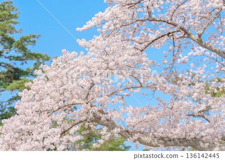 beautiful Spring day, Cherry blossom against blue sky in park, Somei Yoshino Sakura blooming in sunshine day. Japan Travel background, template and wallpaper for spring season and Hanami picnic beautiful Spring day, Cherry blossom against blue sky in park, Somei Yoshino Sakura blooming in sunshine day. Japan Travel background, template and wallpaper for spring season and Hanami picnic 136142445