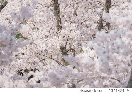 beautiful Spring day, Cherry blossom against blue sky in park, Somei Yoshino Sakura blooming in sunshine day. Japan Travel background, template and wallpaper for spring season and Hanami picnic beautiful Spring day, Cherry blossom against blue sky in park, Somei Yoshino Sakura blooming in sunshine day. Japan Travel background, template and wallpaper for spring season and Hanami picnic 136142449