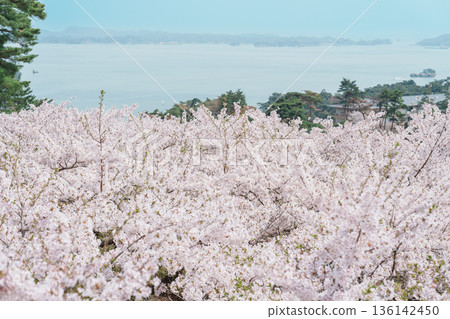 Matsushima Bay and Sakura cherry blossoms in Spring from Saigyo modoshi no matsu park near Sendai city, Miyagi Prefecture, Tohoku, Japan. Landmark and famous for tourists attraction. Japan travel Matsushima Bay and Sakura cherry blossoms in Spring from Saigyo modoshi no matsu park near Sendai city, Miyagi Prefecture, Tohoku, Japan. Landmark and famous for tourists attraction. Japan travel 136142450