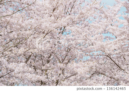 beautiful Spring day, Cherry blossom against blue sky in park, Somei Yoshino Sakura blooming in sunshine day. Japan Travel background, template and wallpaper for spring season and Hanami picnic beautiful Spring day, Cherry blossom against blue sky in park, Somei Yoshino Sakura blooming in sunshine day. Japan Travel background, template and wallpaper for spring season and Hanami picnic 136142465