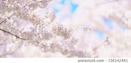 beautiful Spring day, Cherry blossom against blue sky in park, Somei Yoshino Sakura blooming in sunshine day. Japan Travel background, template and wallpaper for spring season and Hanami picnic 136142481