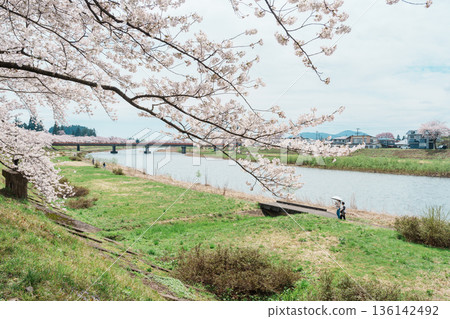 Beautiful Sakura Cherry Blossom in Hinokinai River riverbank in Kakunodate town, Semboku District, Akita Prefecture, Japan. Landmark and Vacation in spring season Beautiful Sakura Cherry Blossom in Hinokinai River riverbank in Kakunodate town, Semboku District, Akita Prefecture, Japan. Landmark and Vacation in spring season 136142492