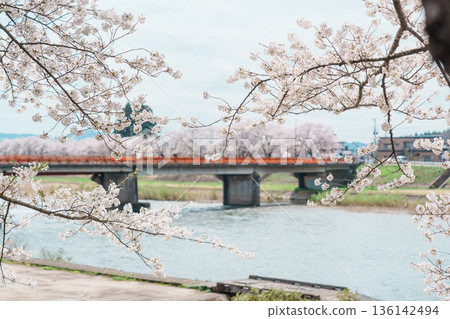 Beautiful Sakura Cherry Blossom in Hinokinai River riverbank in Kakunodate town, Semboku District, Akita Prefecture, Japan. Landmark and Vacation in spring season 136142494