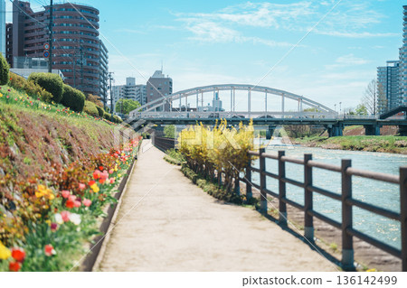 Tulip flowers blooming in Spring season with Beautiful Iwate mountain and Kitakami river in Morioka city, Iwate prefecture, Japan Tulip flowers blooming in Spring season with Beautiful Iwate mountain and Kitakami river in Morioka city, Iwate prefecture, Japan 136142499