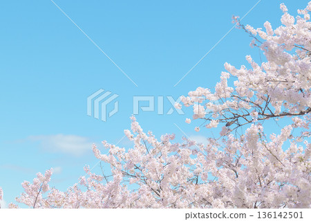 beautiful Spring day, Cherry blossom against blue sky in park, Somei Yoshino Sakura blooming in sunshine day. Japan Travel background, template and wallpaper for spring season and Hanami picnic beautiful Spring day, Cherry blossom against blue sky in park, Somei Yoshino Sakura blooming in sunshine day. Japan Travel background, template and wallpaper for spring season and Hanami picnic 136142501