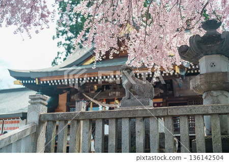 tourists sightseeing Sakurayama Shrine with sakura Cherry blossom in Spring season. Morioka city, Iwate prefecture, Japan. famous Landmark Travel and Vacation destination tourists sightseeing Sakurayama Shrine with sakura Cherry blossom in Spring season. Morioka city, Iwate prefecture, Japan. famous Landmark Travel and Vacation destination 136142504