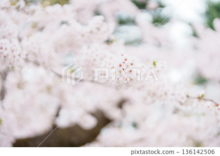 beautiful Spring day, Cherry blossom against blue sky in park, Somei Yoshino Sakura blooming in sunshine day. Japan Travel background, template and wallpaper for spring season and Hanami picnic beautiful Spring day, Cherry blossom against blue sky in park, Somei Yoshino Sakura blooming in sunshine day. Japan Travel background, template and wallpaper for spring season and Hanami picnic 136142506