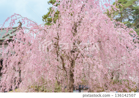 Shidarezakura Sakura weeping Cherry Blossom in Hirosaki Castle park, traveling in Hirosaki city, Aomori, Tohoku, Japan. Landmark famous in Japan. Travel and Vacation destination 136142507