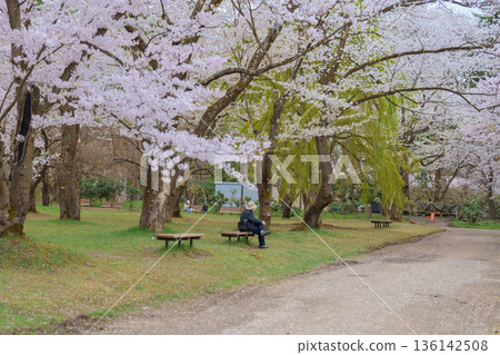 Tourists sightseeing and Hanami picnic at Hirosaki Cherry Blossom Festival, traveling in Hirosaki castle park, Aomori, Tohoku, Japan. Landmark famous in Japan. Travel and Vacation destination Tourists sightseeing and Hanami picnic at Hirosaki Cherry Blossom Festival, traveling in Hirosaki castle park, Aomori, Tohoku, Japan. Landmark famous in Japan. Travel and Vacation destination 136142508
