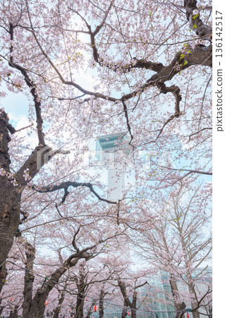 Beautiful Sakura Cherry Blossom in Spring season. Goryokaku Tower park in Hakodate city, Hokkaido prefecture, Japan. famous Landmark, Japan Travel and Vacation destination 136142517