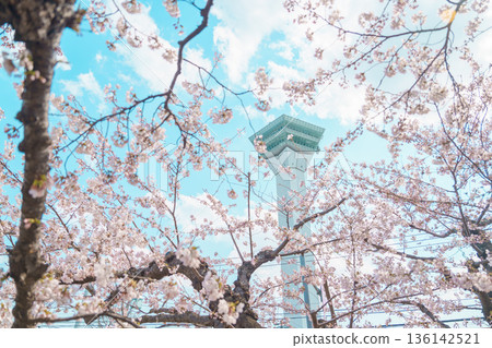 Beautiful Sakura Cherry Blossom in Spring season. Goryokaku Tower park in Hakodate city, Hokkaido prefecture, Japan. famous Landmark, Japan Travel and Vacation destination Beautiful Sakura Cherry Blossom in Spring season. Goryokaku Tower park in Hakodate city, Hokkaido prefecture, Japan. famous Landmark, Japan Travel and Vacation destination 136142521