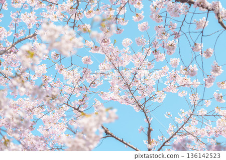 beautiful Spring day, Cherry blossom against blue sky in park, Somei Yoshino Sakura blooming in sunshine day. Japan Travel background, template and wallpaper for spring season and Hanami picnic 136142523