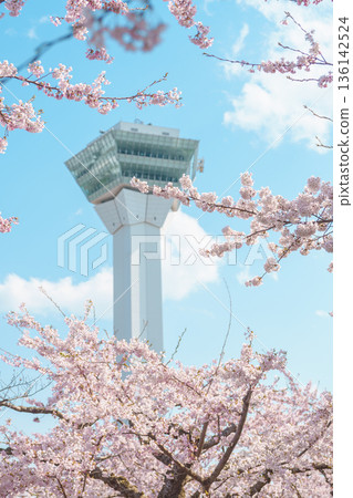 Beautiful Sakura Cherry Blossom in Spring season. Goryokaku Tower park in Hakodate city, Hokkaido prefecture, Japan. famous Landmark, Japan Travel and Vacation destination 136142524