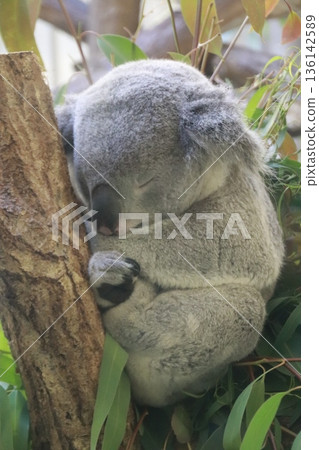 Koala sleeping on a tree Koala sleeping on a tree 136142589