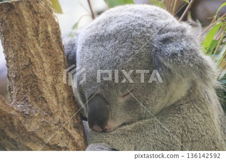 Koala sleeping on a tree 136142592