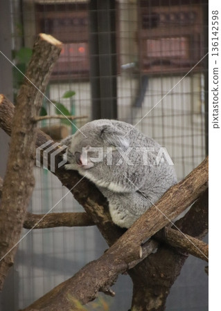 Koala sleeping on a tree Koala sleeping on a tree 136142598