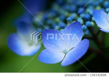 Close-up of light blue hydrangea flowers blooming beautifully in the dark shade Close-up of light blue hydrangea flowers blooming beautifully in the dark shade 136142606