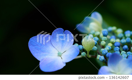 Close-up of light blue hydrangea flowers blooming beautifully in the dark shade Close-up of light blue hydrangea flowers blooming beautifully in the dark shade 136142607
