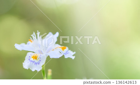 鳶尾花特寫，背景明亮 136142613