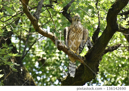 Northern goshawk chick clinging to a tree 136142690