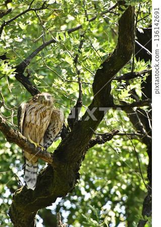 Northern goshawk chick clinging to a tree 136142691
