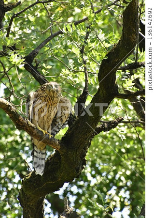 Northern goshawk chick clinging to a tree Northern goshawk chick clinging to a tree 136142692
