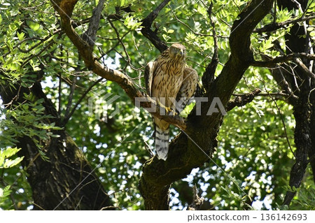 Northern goshawk chick clinging to a tree 136142693