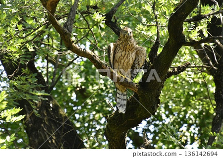 Northern goshawk chick clinging to a tree 136142694