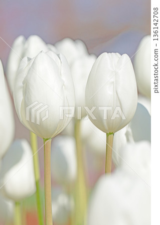 Beautiful early-blooming tulips bloomed on the platform. Beautiful early-blooming tulips bloomed on the platform. 136142708