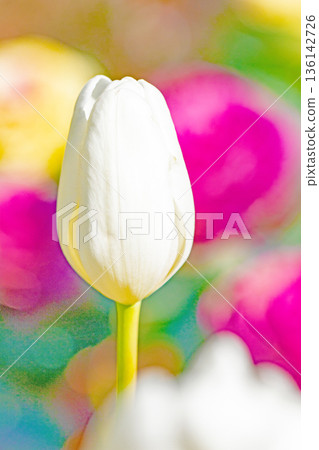 Beautiful early-blooming tulips bloomed on the platform. 136142726