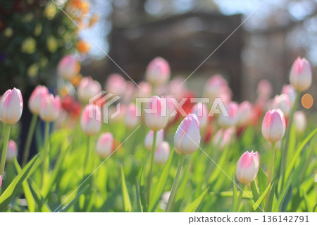 Ice tulips bloom in winter Ice tulips bloom in winter 136142791