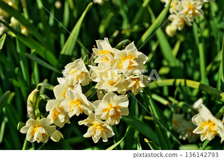 White daffodil flowers (winter, January) White daffodil flowers (winter, January) 136142793