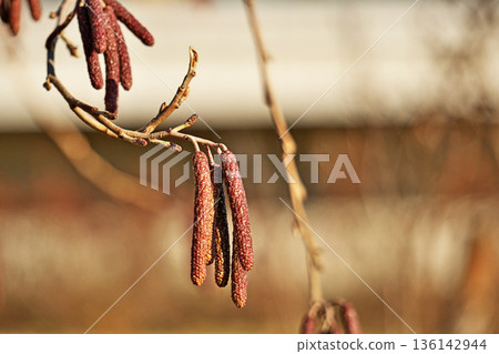 Alder male flower buds (winter, January) 136142944