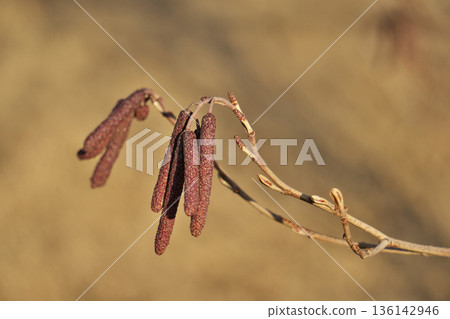 Alder male flower buds (winter, January) 136142946