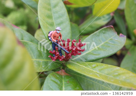 Miniature Gardener Working Carefully Atop Vibrant Red Flower Miniature Gardener Working Carefully Atop Vibrant Red Flower 136142959