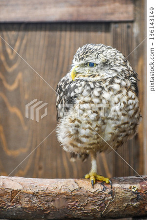 Anaholy owl 136143149