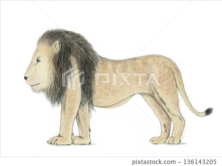 側視的獅子插圖 側視的獅子插圖 136143205