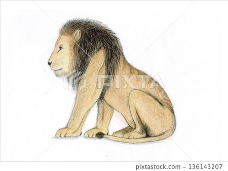 坐著的獅子的插圖 136143207