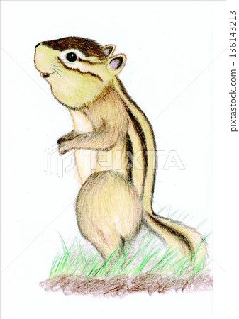 站立的松鼠插圖 136143213