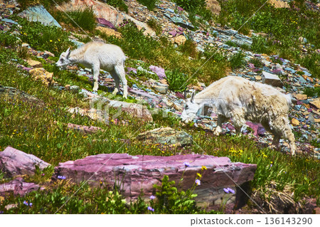 Mountain Goat and Baby Grazing on Rocky Slope with Wildflowers and Summer Grass 136143290