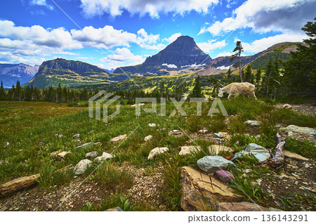 Mountain Goat Hidden Lake Trail Alpine Meadow and Dramatic Mountain Landscape Mountain Goat Hidden Lake Trail Alpine Meadow and Dramatic Mountain Landscape 136143291