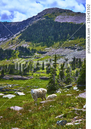 Mountain Goat Wildlife in Lush Alpine Meadow with Rocky Mountain Backdrop Mountain Goat Wildlife in Lush Alpine Meadow with Rocky Mountain Backdrop 136143302