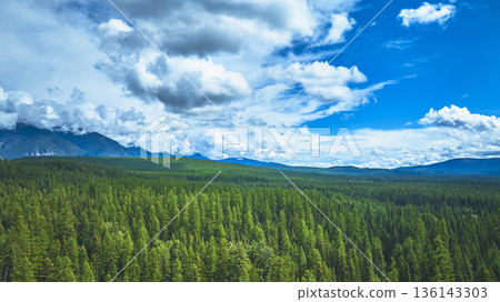 Aerial Evergreen Forest Blue Sky and Mountain Landscape Wyoming 136143303