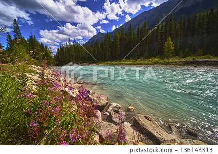 Turquoise River Wildflowers and Evergreen Forest Under Blue Summer Sky 136143313