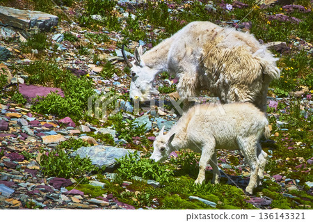 Mountain Goat and Baby Grazing Among Colorful Rocks and Alpine Vegetation 136143321