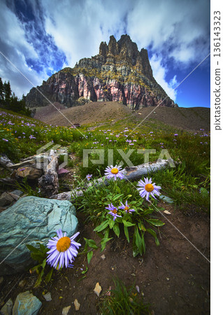Wildflowers and Rocky Mountain Peak on Hidden Lake Trail in Lush Alpine Meadow 136143323