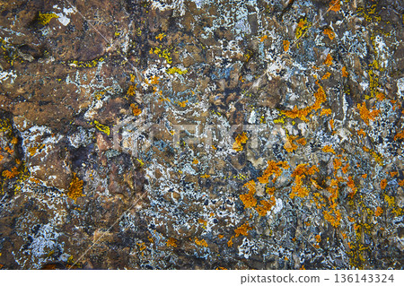 Abstract Lichen and Rock Texture with Blue and Orange Detail Nature Background 136143324